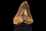 Serrated, Huge, Red Megalodon Tooth - Indonesia #149849-2